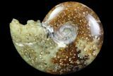 Polished, Agatized Ammonite (Cleoniceras) - Madagascar #97320-1